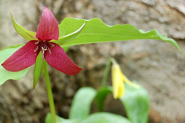 Early Spring Forest Flower In Southern Ontario - Red Trillium